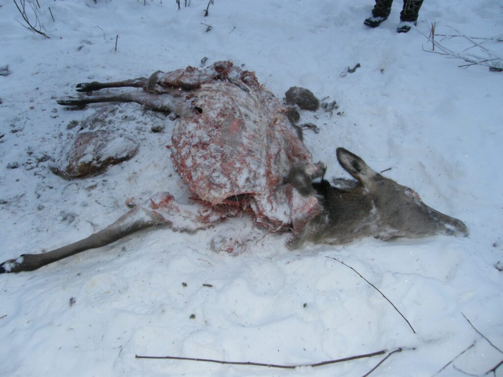 Autors: aculiecinieka