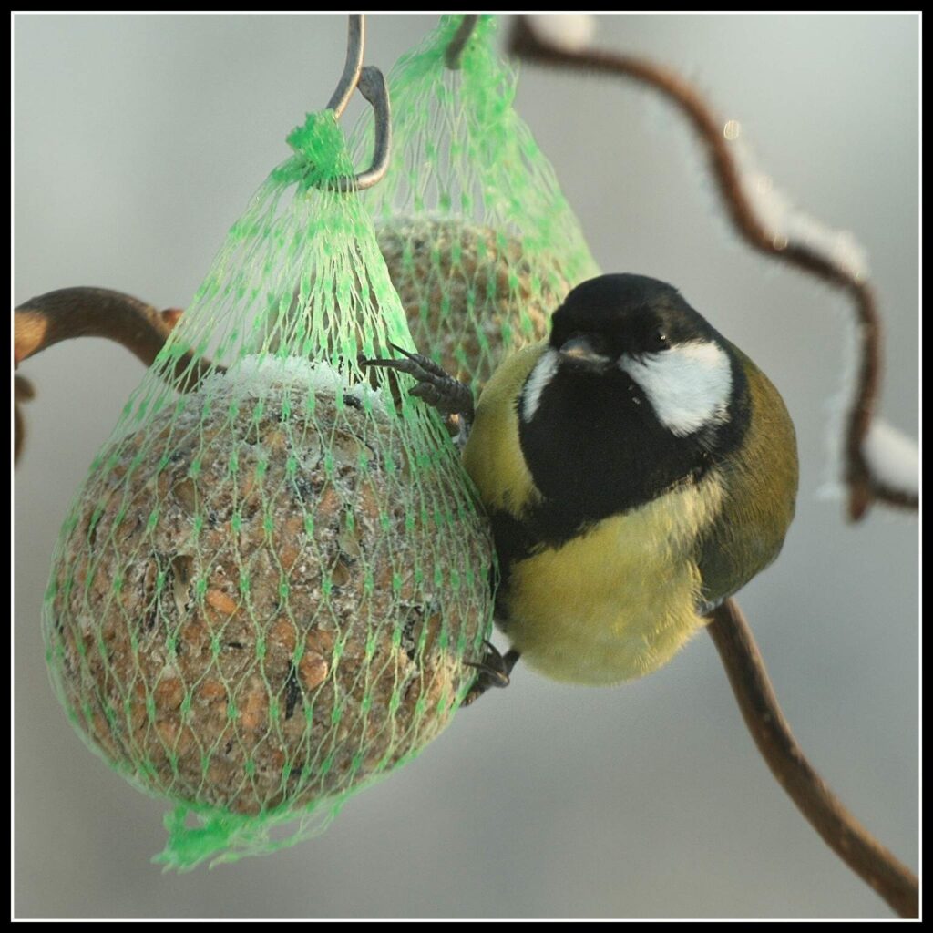 Autors: Dainis Jansons