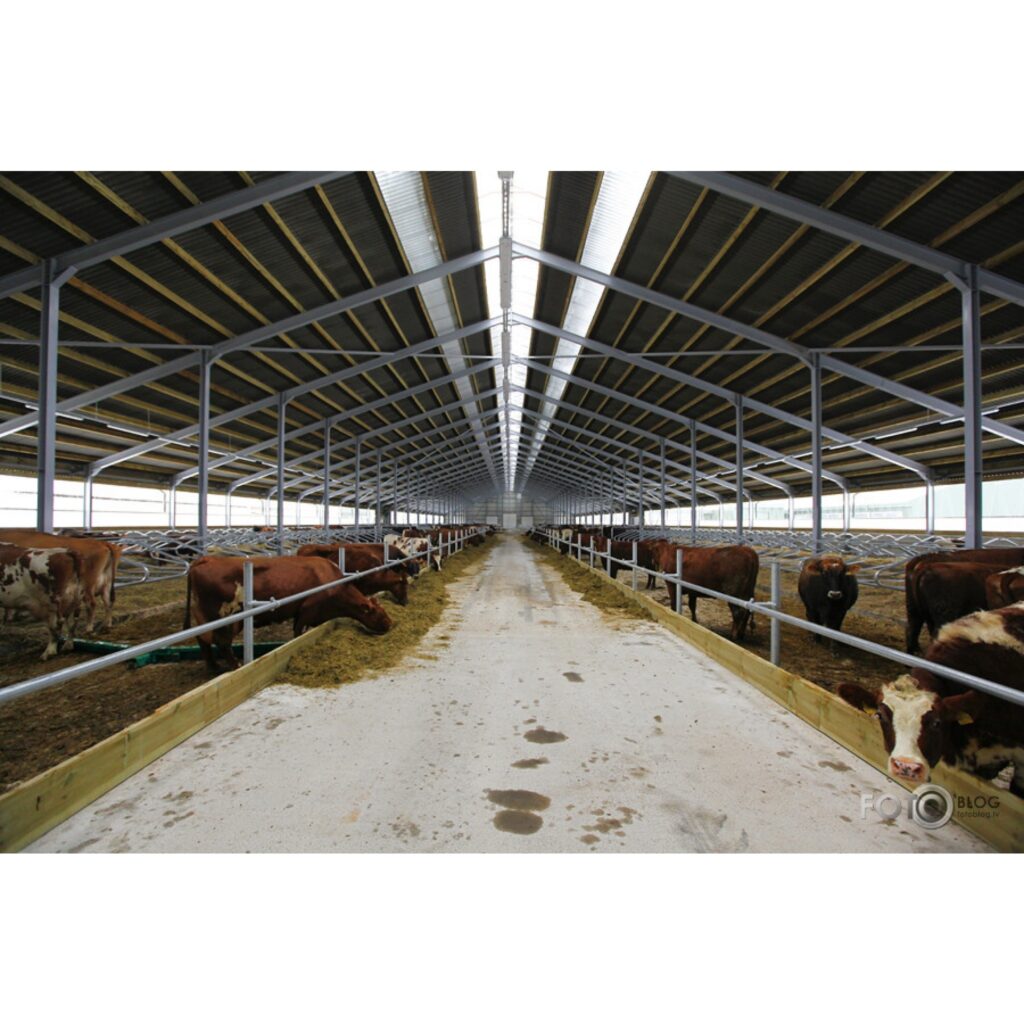 1. Govju kūts-nepiesietā turēšana. Dzelži no Saldus, automātiskie aizkari no Vācijas.
2. Govs pie dzirdnes-dzirdnes neaizsalstošas. No ASV
3. Automātiskā mēslu iekārta. No Kanādas
4. Uzgaidāmā telpa pirms karuseļa, ar automātisko...