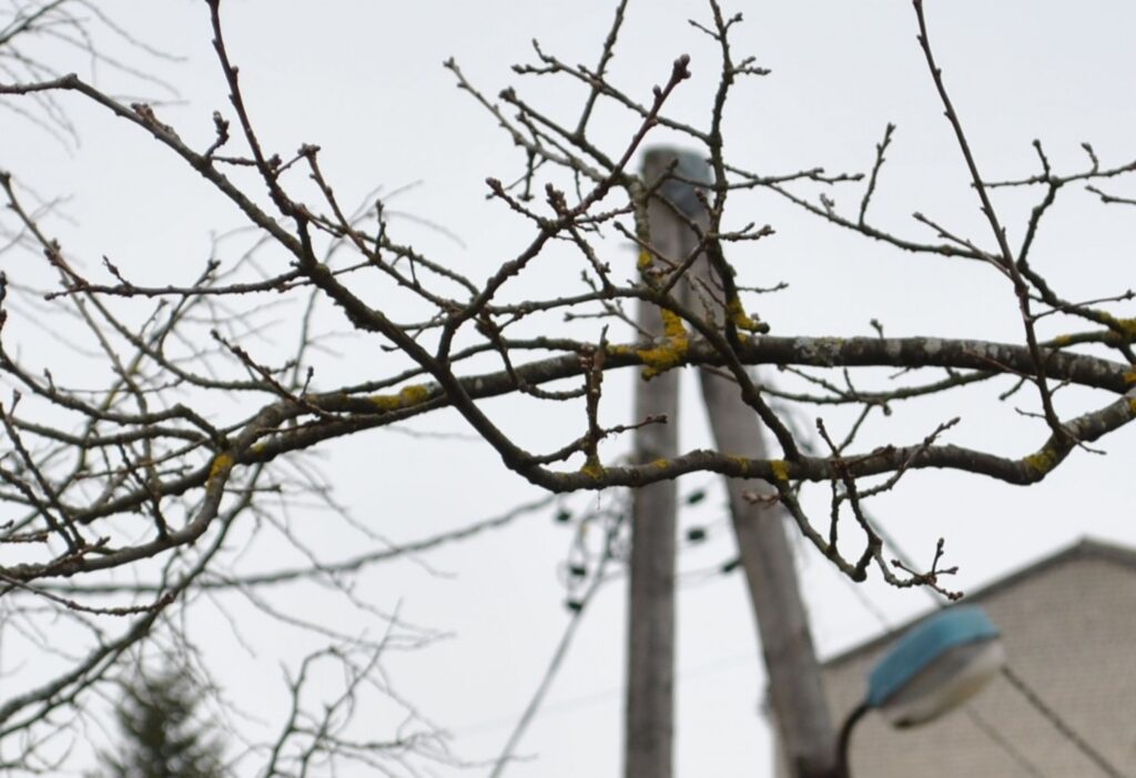 Autors: ziemellatvija.lv