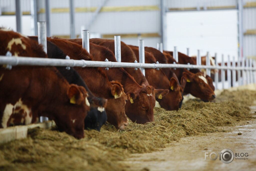 Autors: Mārtiņš Taube