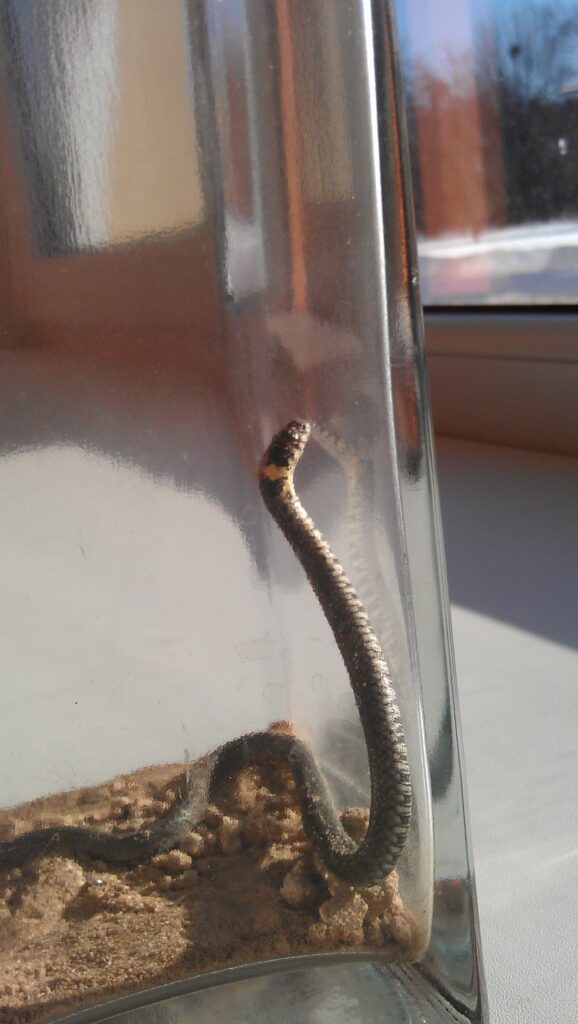 Skolēni pieļauj, ka ģērbtuvē atrastais zalktis  ielīdis skolā no siltumtrases pa caurumu gaiteņa grīdā. 
Autors: No personīgā arhīva