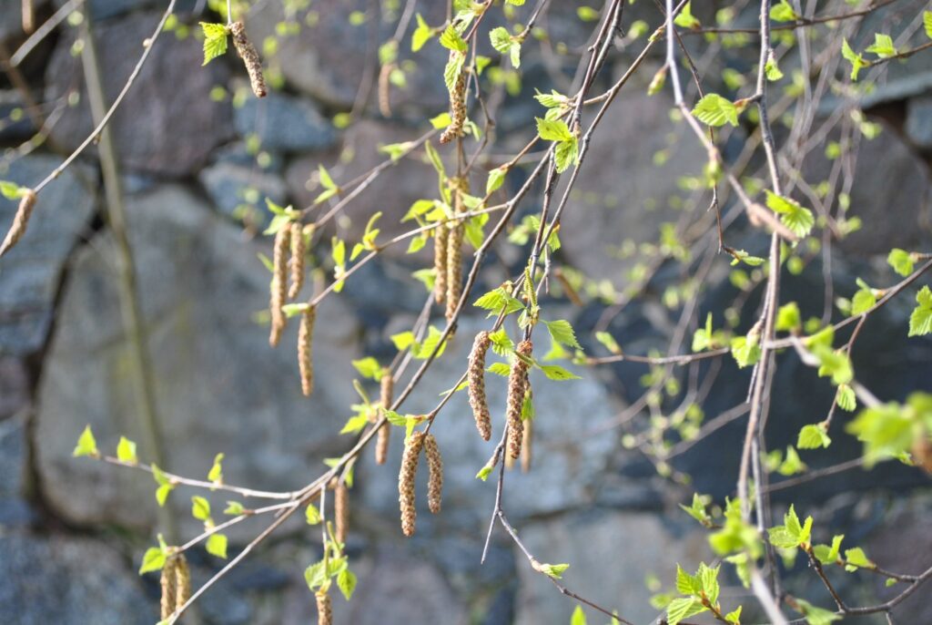 Autors: Sarmīte Ozola