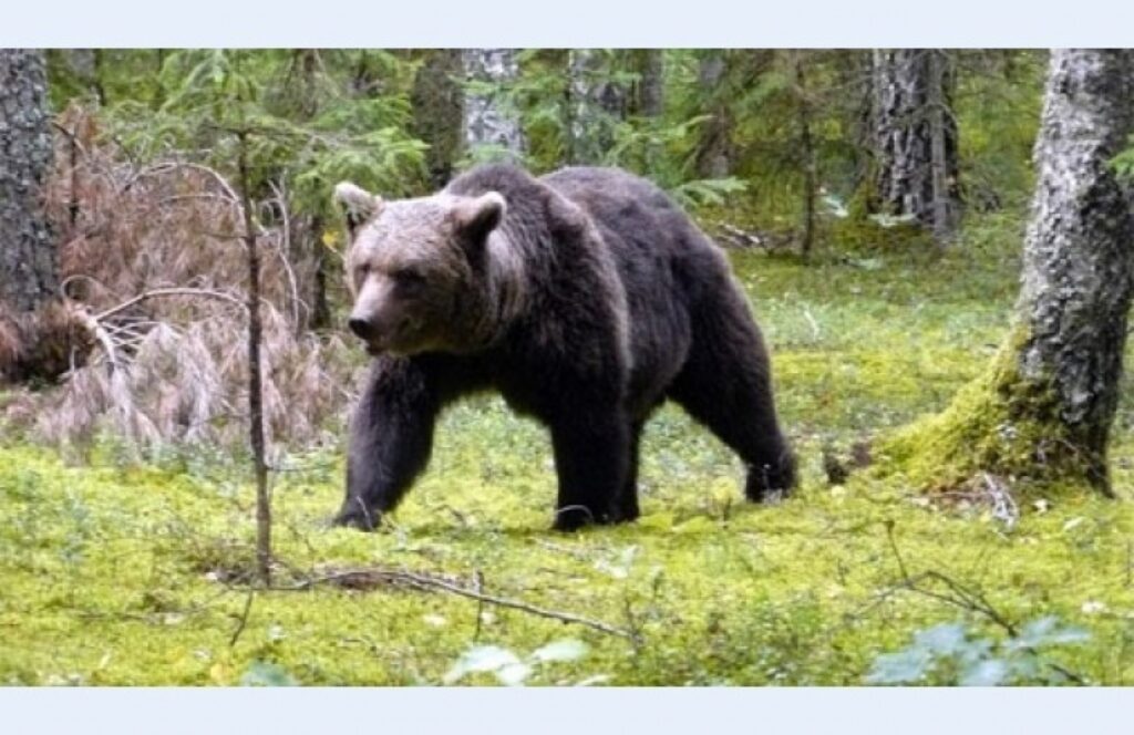 Autors: Velga Vītola