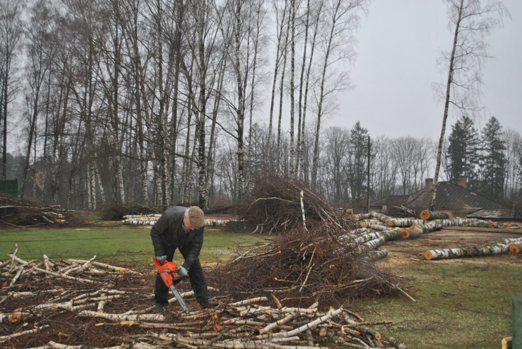 Smiltenes ģimnāzija turpina atjaunot  bērzu birzi, kas nozīmē arī veco, pāraugušo koku nozāģēšanu. 
Autors: Santa Sinka