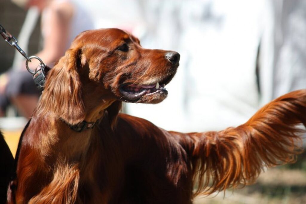 Autors: publicitātes foto