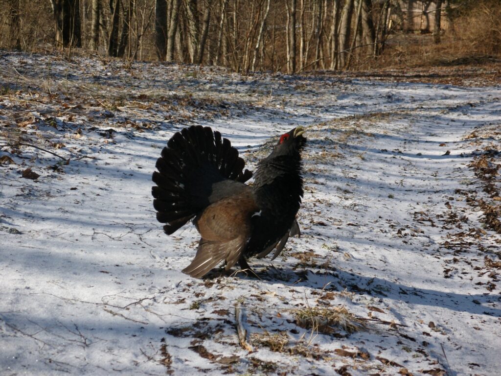 Autors:   Jānis Pērle