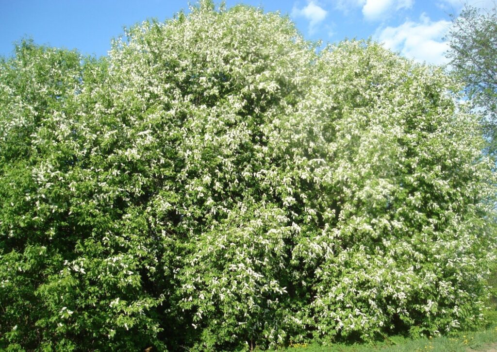 Autors: Sarmīte Ozola