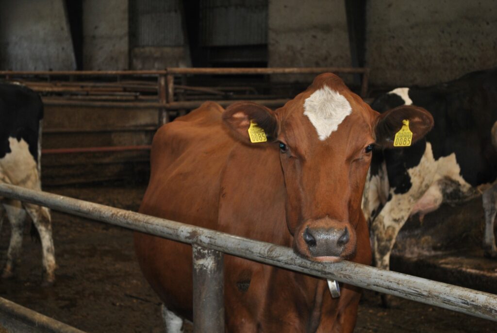 Autors: Sandra Pētersone