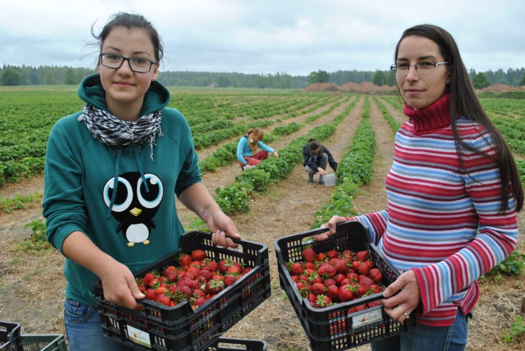 Launkalnes pagasta zemeņu audzētāja Liene Gūtmane (no labās) ražas novākšanā ņem palīgā skolēnus, arī smiltenieti Santu Sibuli. Darbs esot grūts, un iztur spēcīgākie.
Autors: Sandra Pētersone