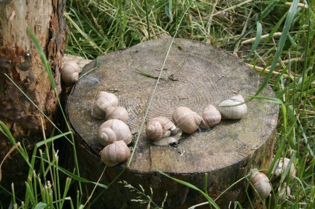 Autors: Aivars Zilbers