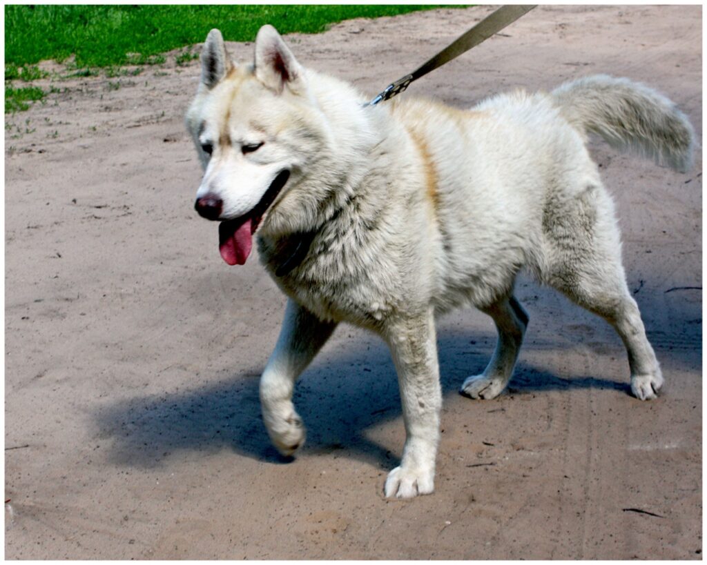 Autors: publicitātes foto