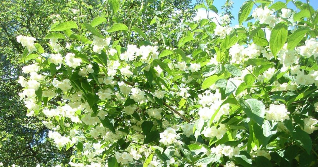 Autors: Sarmīte Ozola