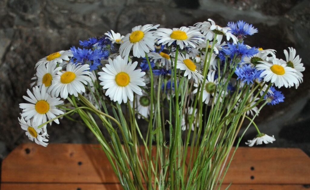 Autors: Sandra Pētersone