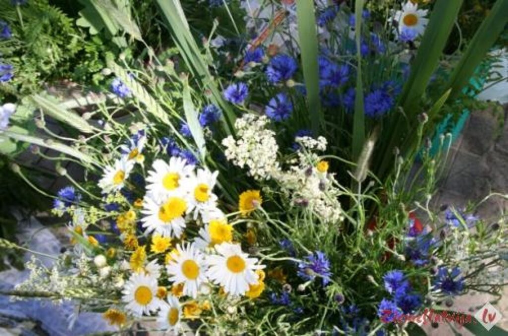 Autors: Aldis Dubļāns