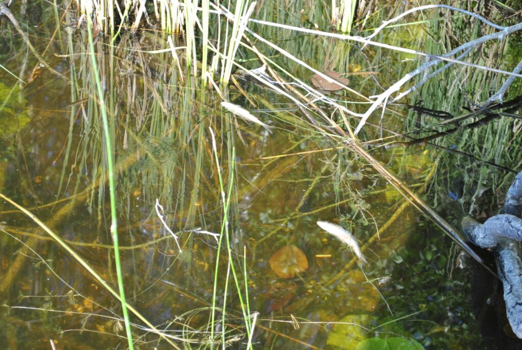 Autors: Sandra Pētersone