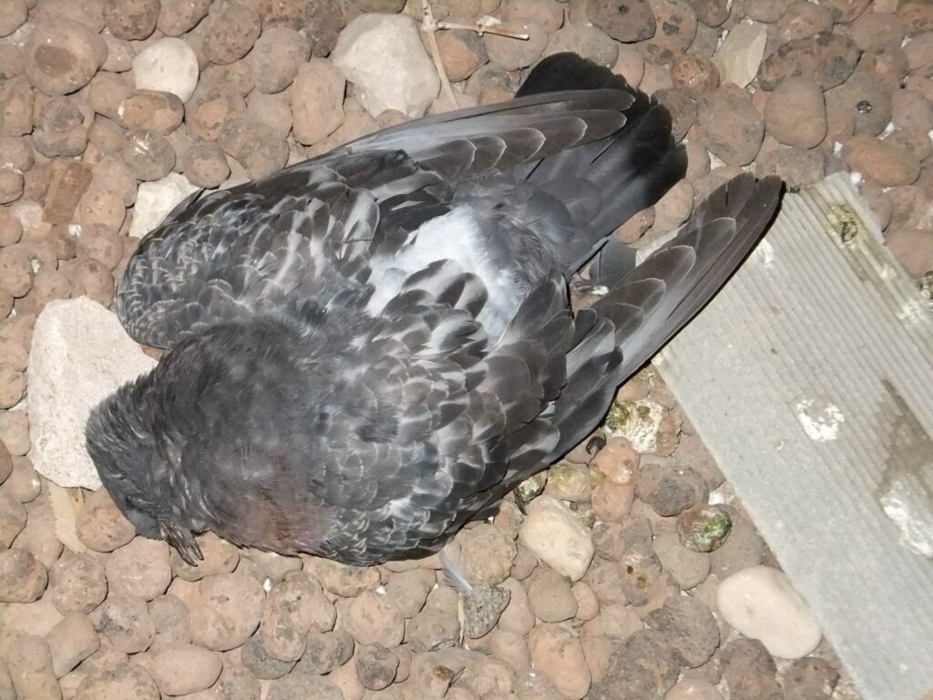 Autors: lietotāja foto