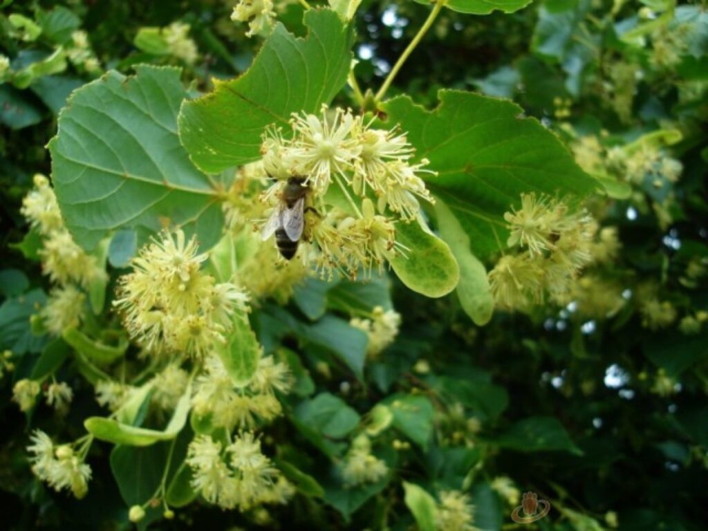 Autors: Sarmīte Ozola
