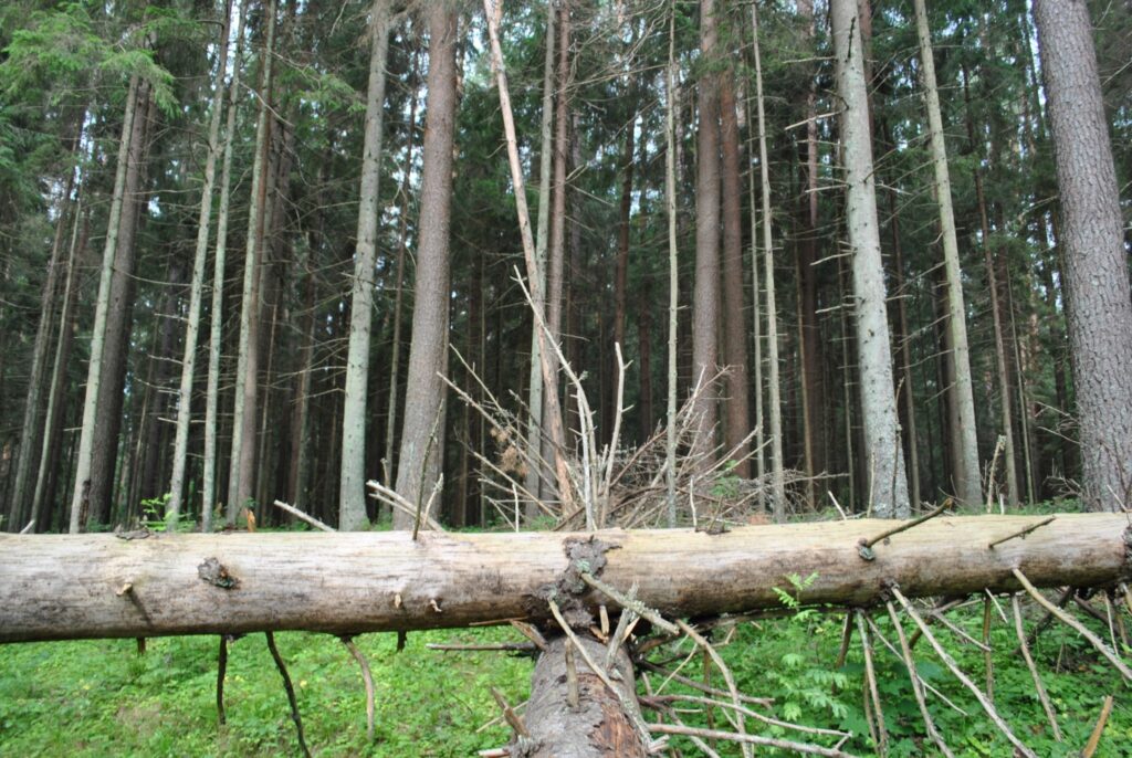 Līdz gada nogalei šāda nokaltuša egļu meža pie Cērtenes pilskalna vairs nebūs.
Autors: Sandra Pētersone