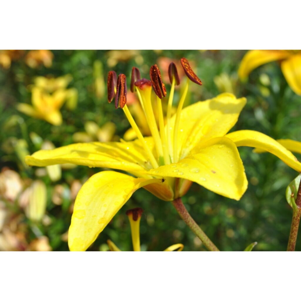 Autors: Santa Sinka korespondente