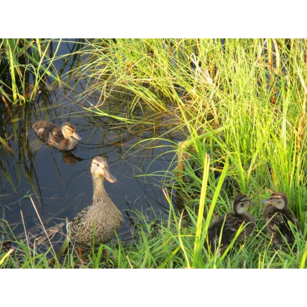 Autors: Inga Karpova korespondente