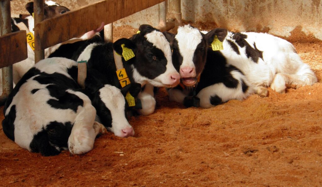 Autors: publicitātes foto