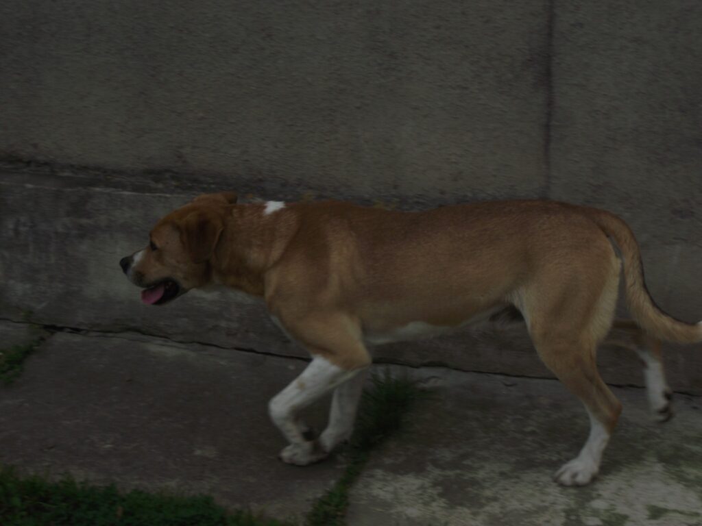 Autors: Smiltenes PP