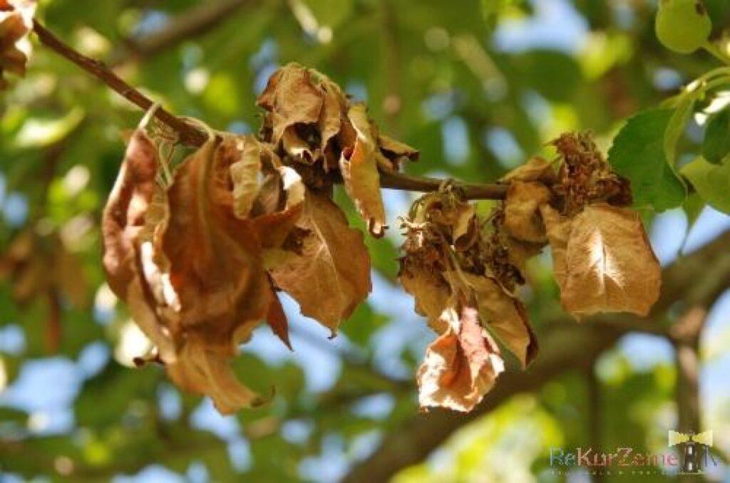 Autors: Dainis Ģelzis