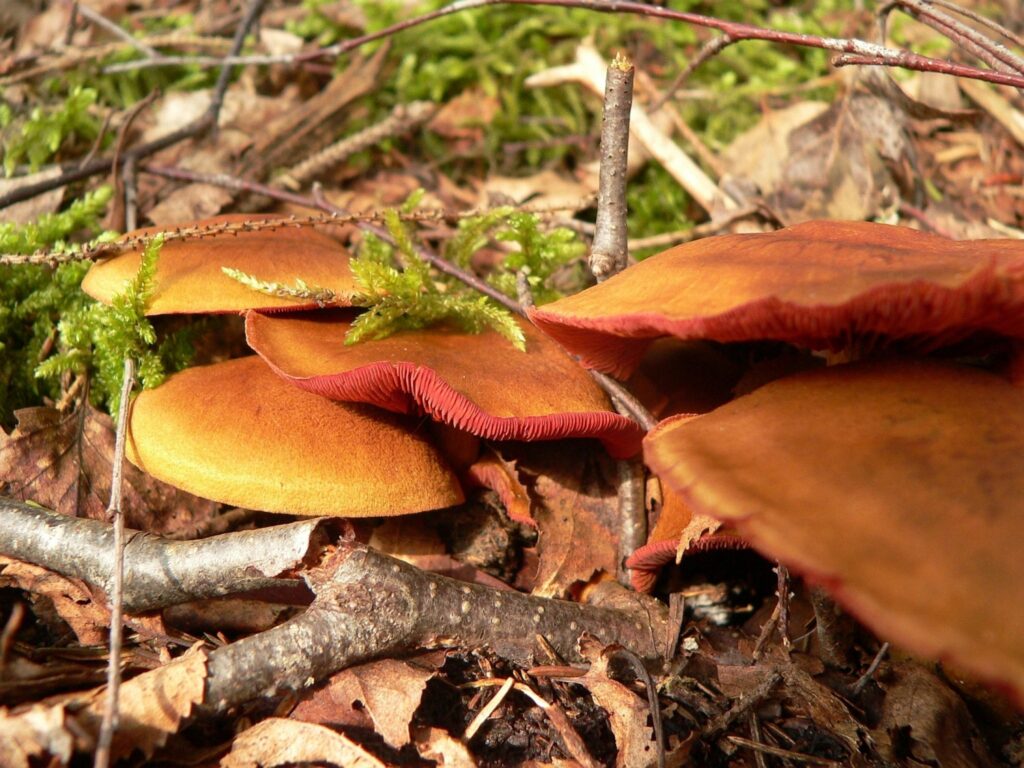 Autors: publicitātes foto