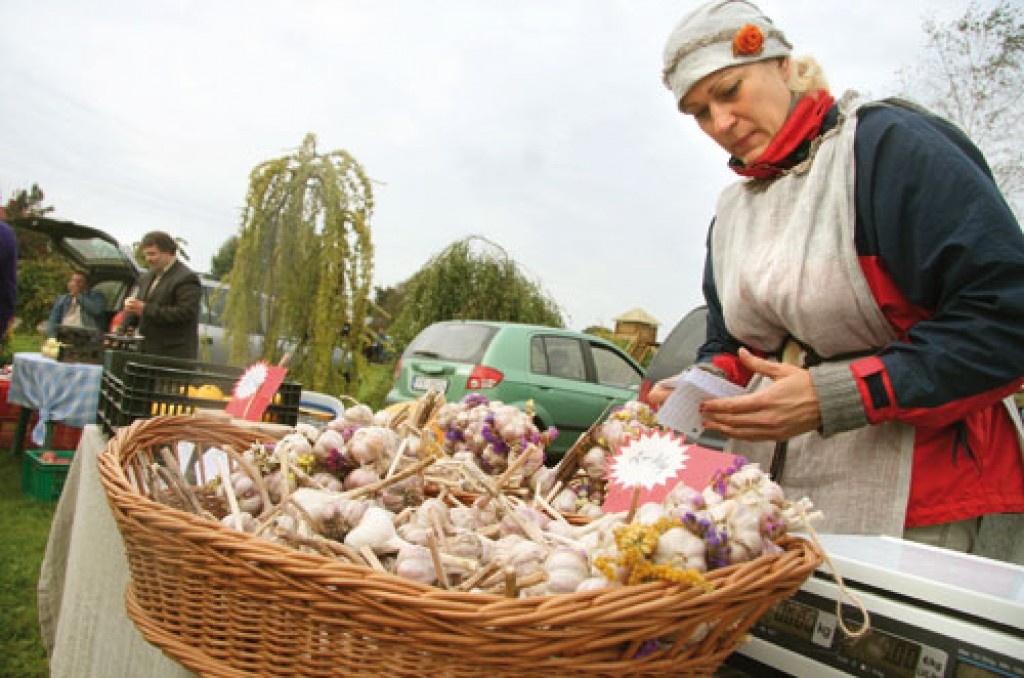 Antra Zeiliņa šosezon ķiploku audzēšanu izmēģinājusi, «izejot» no piemājas dārza lielākās platībās – galviņas Olaines novada laukos vāktas no 3000 kvadrātmetriem. «Galvenais nosacījums ir ķiplokus katru gadu audzēt citā zemē. Mums šogad padevās ļoti labi pat bez smidzināšanas,» saka dārzeņkope. Šoruden viņa domā apstādīt jau pushektāru. Zemniece apliecina, ka lielākās galviņas padodas, stādot arī lielākas daiviņas. Ar savu pieredzi viņa apgāž agronomu padomu neaudzēt ķiplokus purvainās augsnēs. «Mums ir laba melnzeme, kur bijis purvs,» teic Antra Zeiliņa. 
Autors: Agris Samcovs