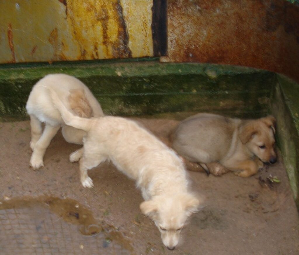 Autors: Valkas novada pašvaldība