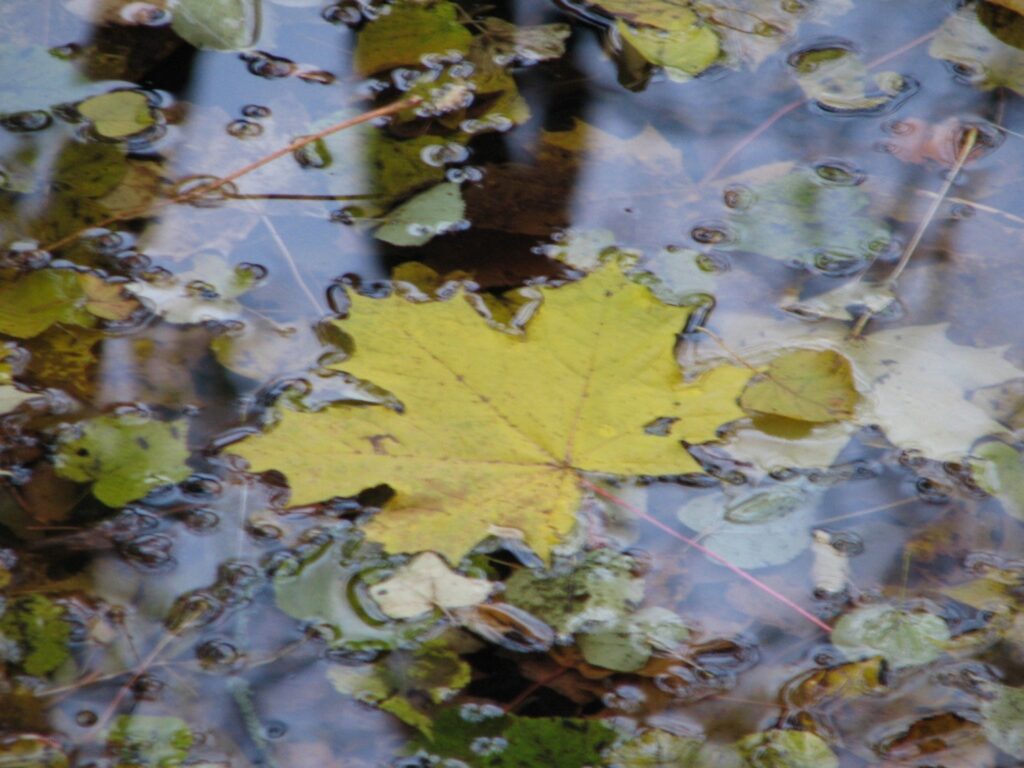 Autors: blogspot.com