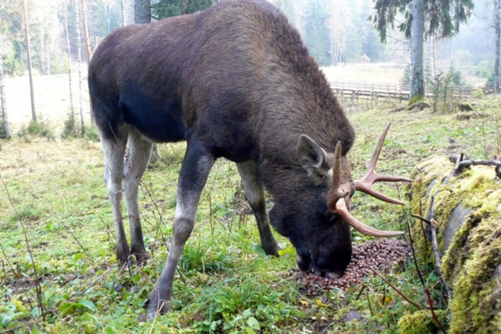 Autors: publicitātes foto