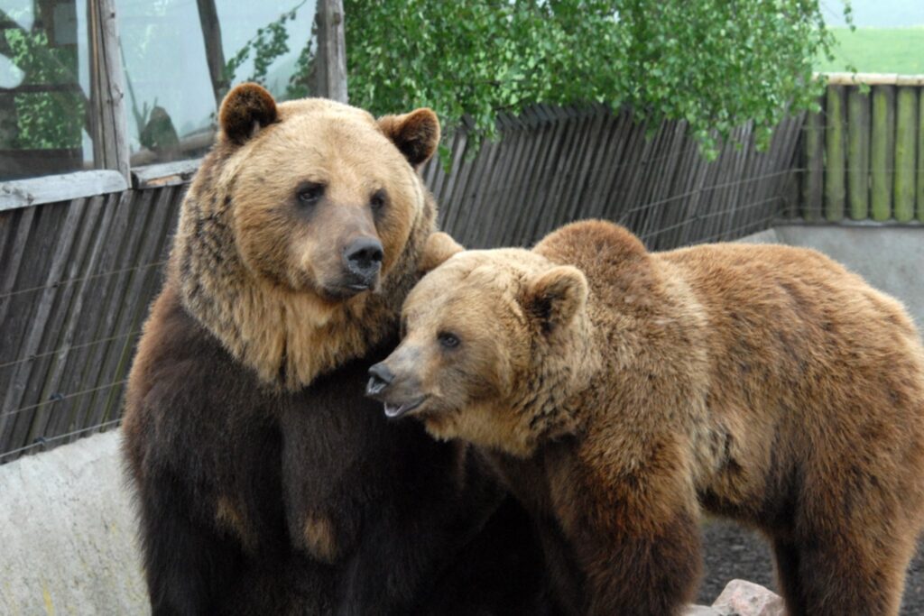 Autors: Rīgas Zoodārzs