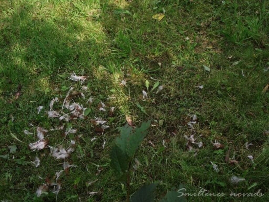 Autors: Smiltenes pašvaldības policija