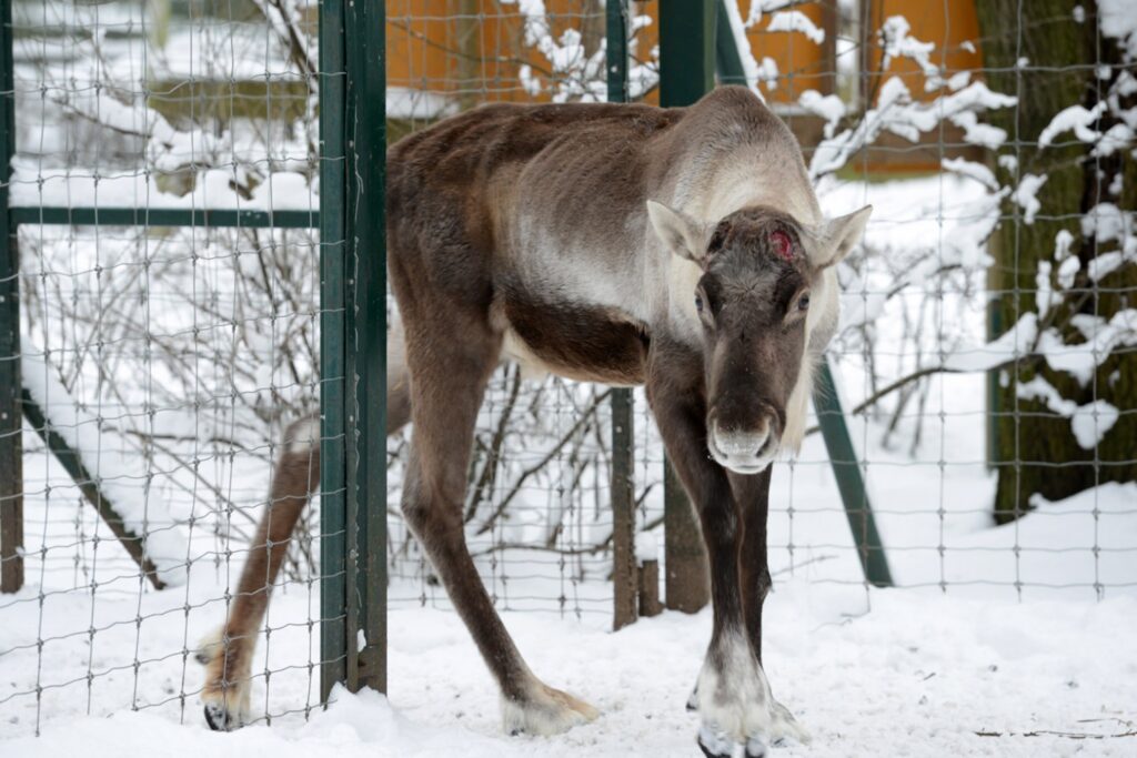 Autors: publicitātes foto