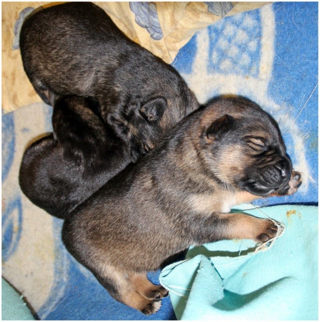 Gaidām potenciālos krustvecākus, kuri grib īpaši atbalstīt Jaungada nakts brīnumiņus.
Autors: Zanda Bērziņa