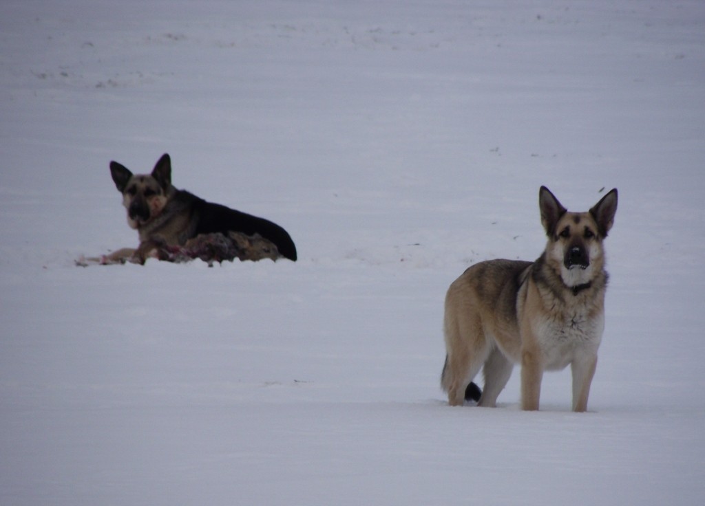 Autors: Smiltenes novada pašvaldības policija