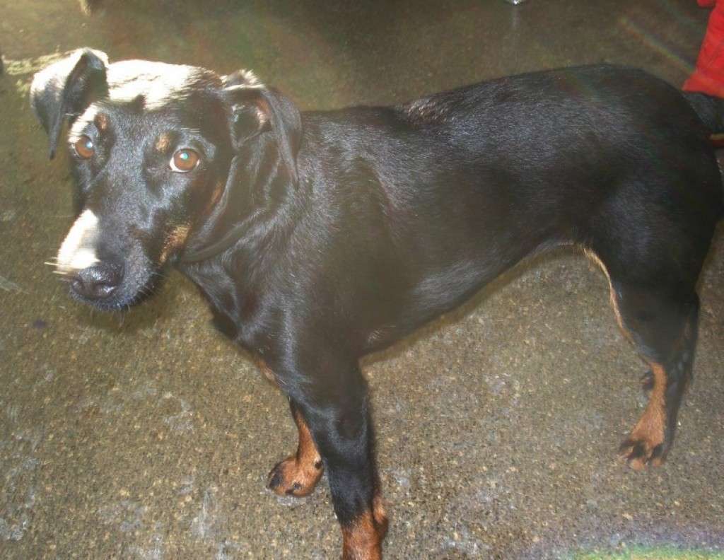 Autors: Valkas novada dome