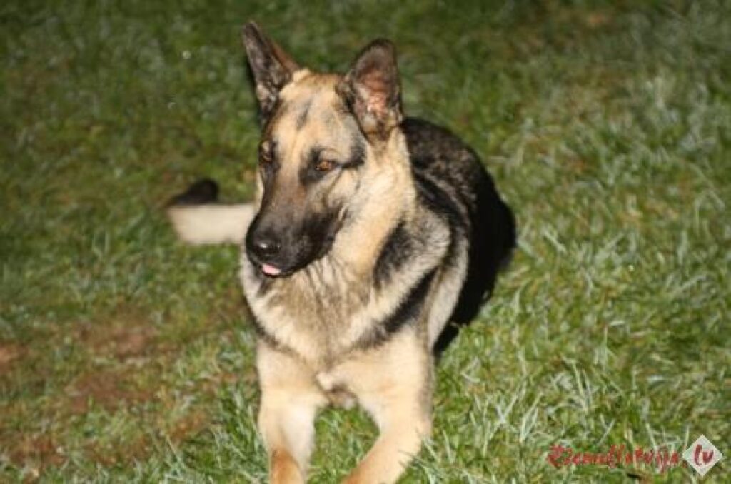 Aluksniesiem.lv raksta attēla aizvietotājs