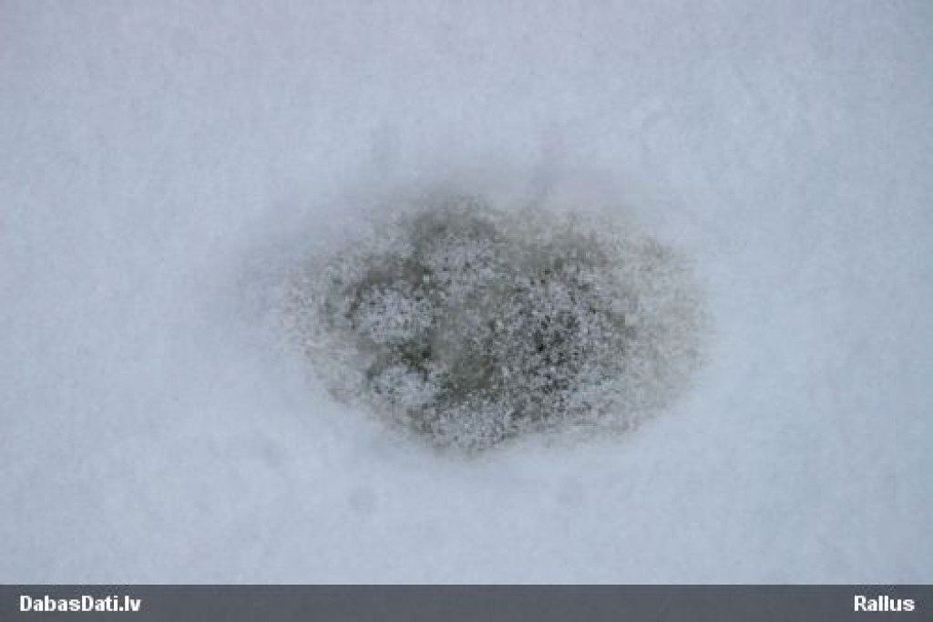 Autors: mednieku  klubā “Kapsils”. 