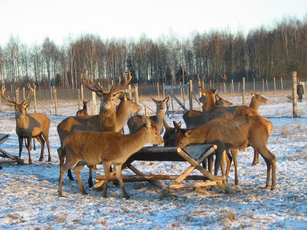 Aluksniesiem.lv raksta attēla aizvietotājs