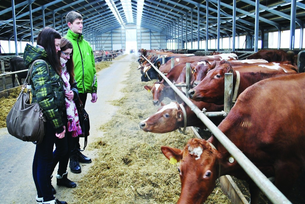 Šonedēļ apbrīnu par augsto līmeni uzņēmuma “Palsa” jaunajā govju fermā izteica Smiltenes ģimnāzijas skolēni Dinija Poikāne, Anete Jaunzema-Šilaua un Mārcis Bārdiņš. Jaunieši ēnoja “Ziemeļlatvijas” Smiltenes biroja korespondentes un devās viņām līdzi uz intervijām.                       

Autors: FOTO: SANDRA PĒTERSONE