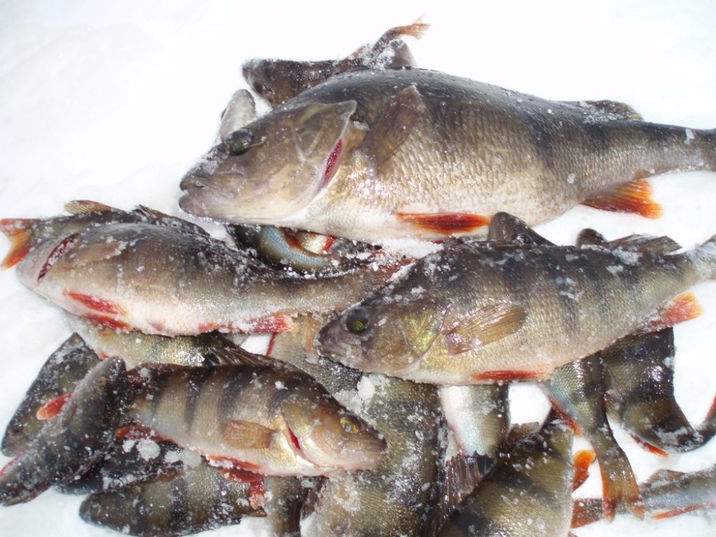 Autors: miloveikals.lv 