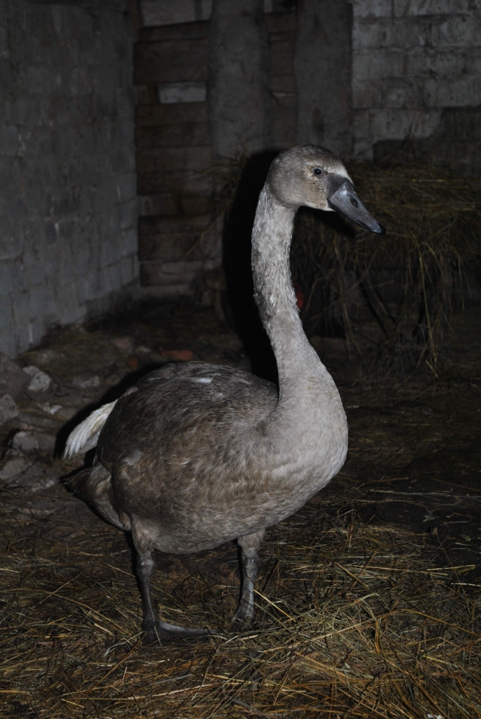 Blomes pagasta “Sproģos” gulbim klājas labi. Lai arī rūpes par putnu uzņēmušies cilvēki, viņš jūtas neatkarīgs. 
Autors: SANTA SINKA