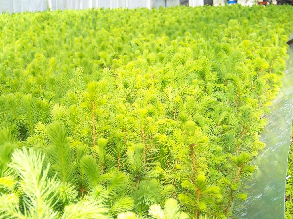 Autors: laukutikls.lv