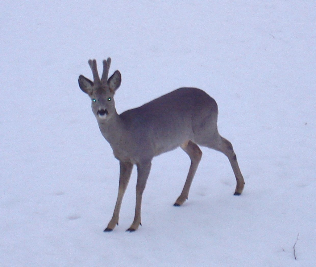 Autors: SARMĪTE OZOLA