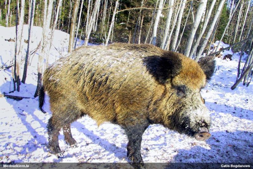 Autors: Gatis Bogdanovs