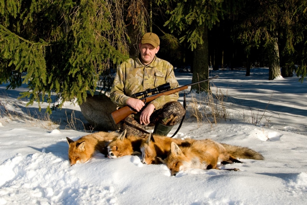Veiksme uzsmaidīja mūsu biedrības medniekiem Aivaram Ziediņam, kurš vienā vakarā no torņa nošāva četras lapsas.
Autors: JĀNIS ENCE