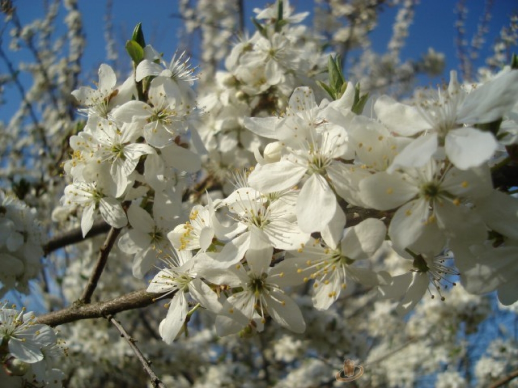 Autors: SARMĪTE OZOLA